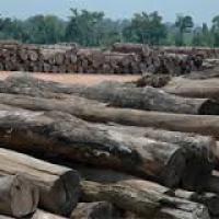 8. Tỉnh Khăm Muồn đóng cửa 6 nhà máy gỗ và sẽ xem xét đóng cửa tiếp 27 nhà máy khác