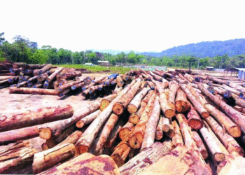 2. Chính phủ đánh giá kết quả thực hiện Chỉ thị 15 về tăng cường quản lý ngành gỗ