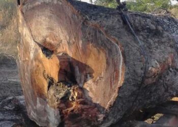 Bắt giữ đối tượng chặt trộm hàng chục mét khối gỗ