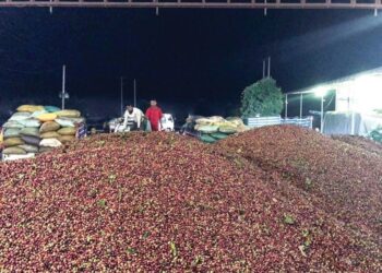 Năm 2018, xuất khẩu cà phê Lào giảm sút bởi nhiều lý do