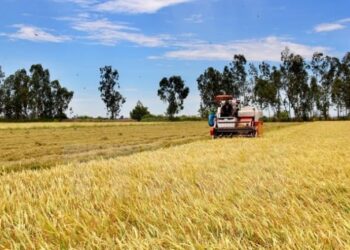 23. Toàn quốc hoàn thành gieo trồng vụ chiêm đạt 19%