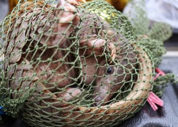 Tỉnh Bokeo thu giữ 2 tấn thú rừng và lâm sản