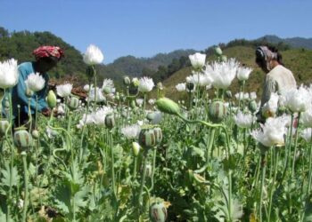 Tiêu hủy 8,6 hecta thuốc phiện tại vùng núi Hủa Xang – Longhang tỉnh Xiêng Khoảng