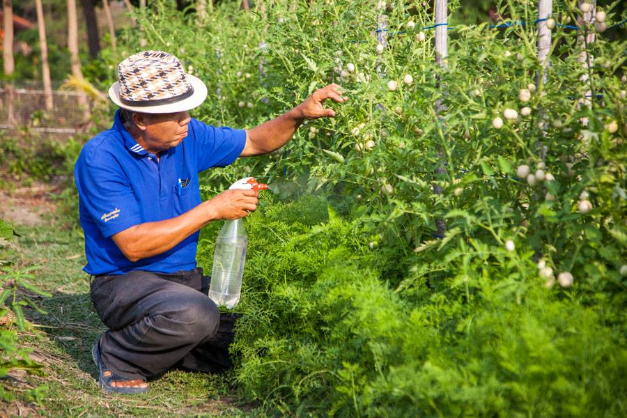 Tự làm thuốc bảo vệ thực vật hiệu quả từ cây cỏ Lào