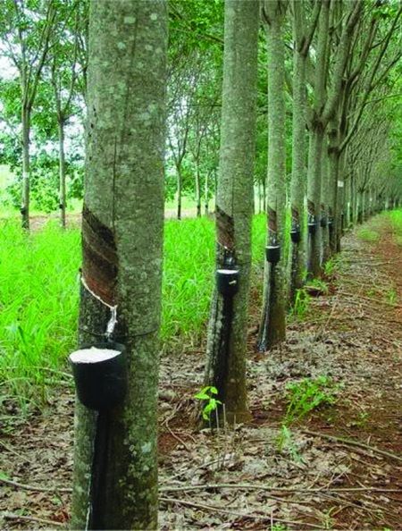 Khả năng phát triển ngành cao su Lào