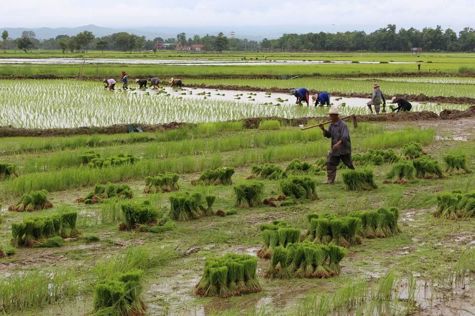 Năng suất gạo của Lào năm 2018 giảm sút do nông dân chuyển hướng sản xuất