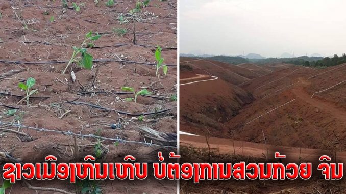 Người dân lên tiếng phản đối việc trồng chuối tại huyện Hinhop tỉnh Viêng Chăn