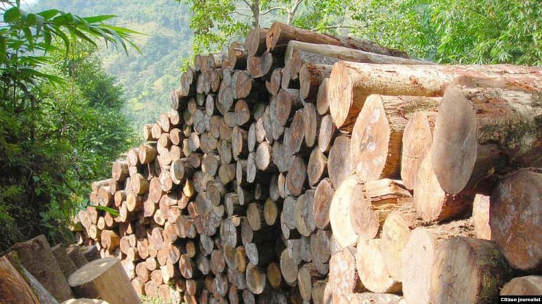 Ngành gỗ Salavan vẫn phát triển tốt bất chấp việc đình chỉ hơn 100 xưởng sản xuất trong năm qua