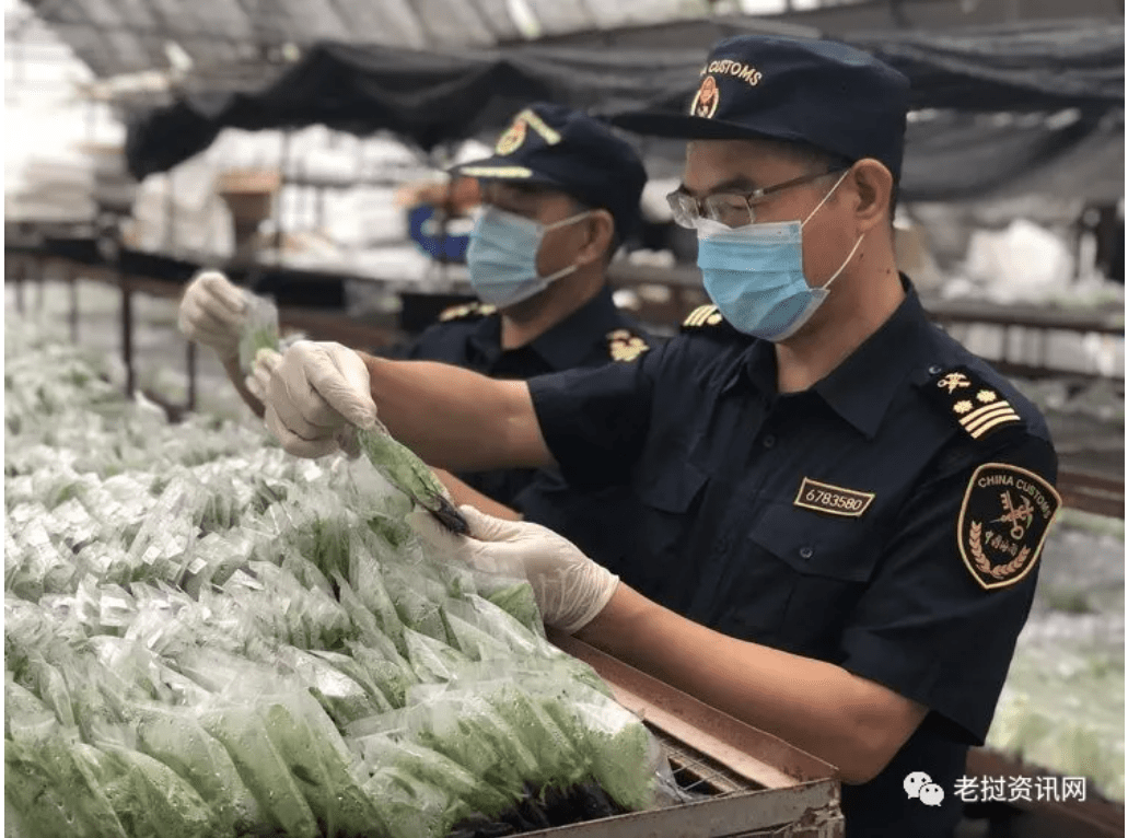 Doanh nghiệp Trung Quốc nhập khẩu 1 triệu mầm chuối giống chuẩn bị vụ trồng chuối mới tại Lào