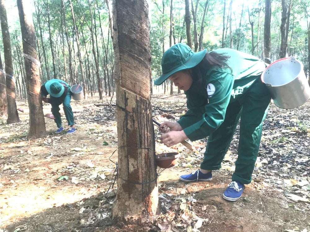 Cao su Việt - Lào hoàn thành xuất sắc nhiệm vụ trên đất bạn - 1