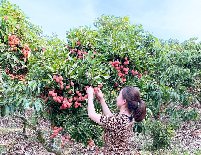 Trái cây Việt Nam rộng cửa sang Nhật