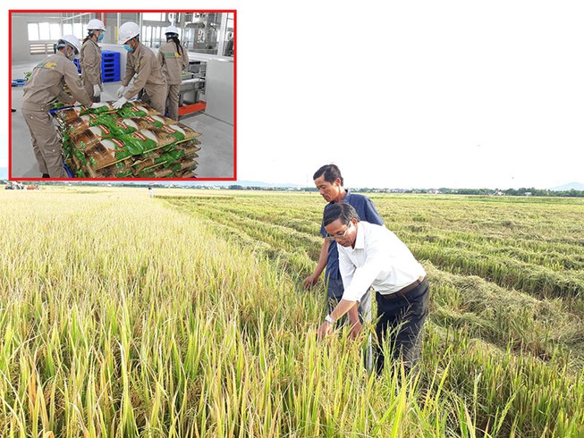 Gạo Việt Nam thẳng tiến vào châu Âu