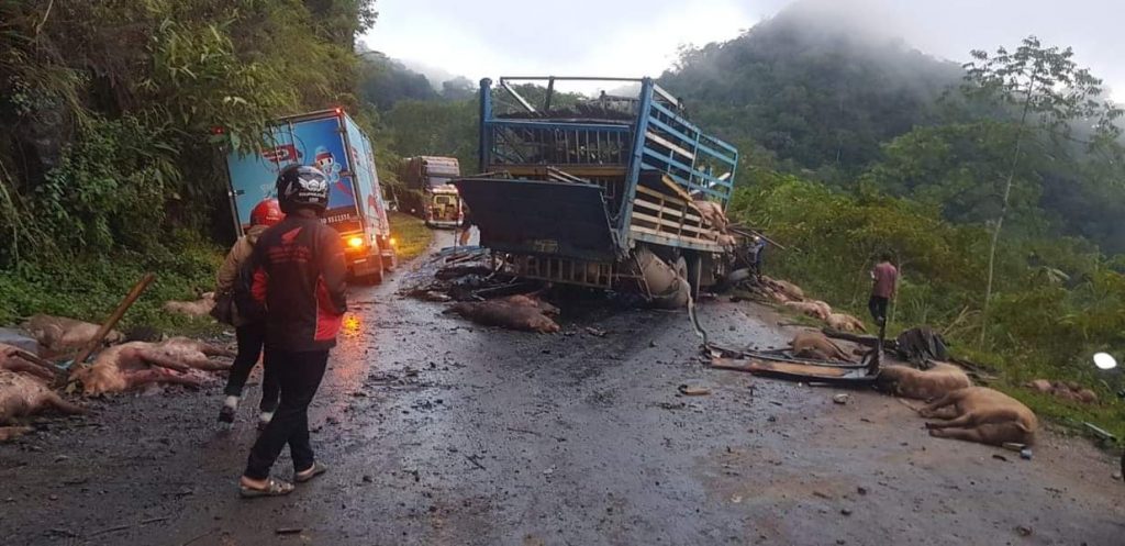 Xe tải chở lợn gặp tai nạn nghiêm trọng làm hai người chết