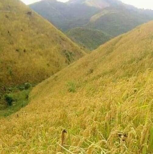 Luang Prabang không sản xuất đủ gạo cho nhu cầu nội tỉnh