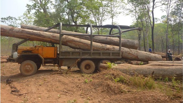 Lào lập danh mục tổng thể các loài cây gỗ trong nước