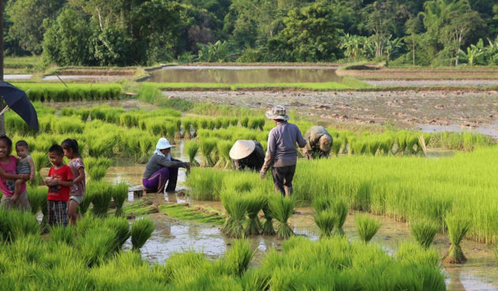 Lào tăng mục tiêu xuất khẩu nông sản hàng năm