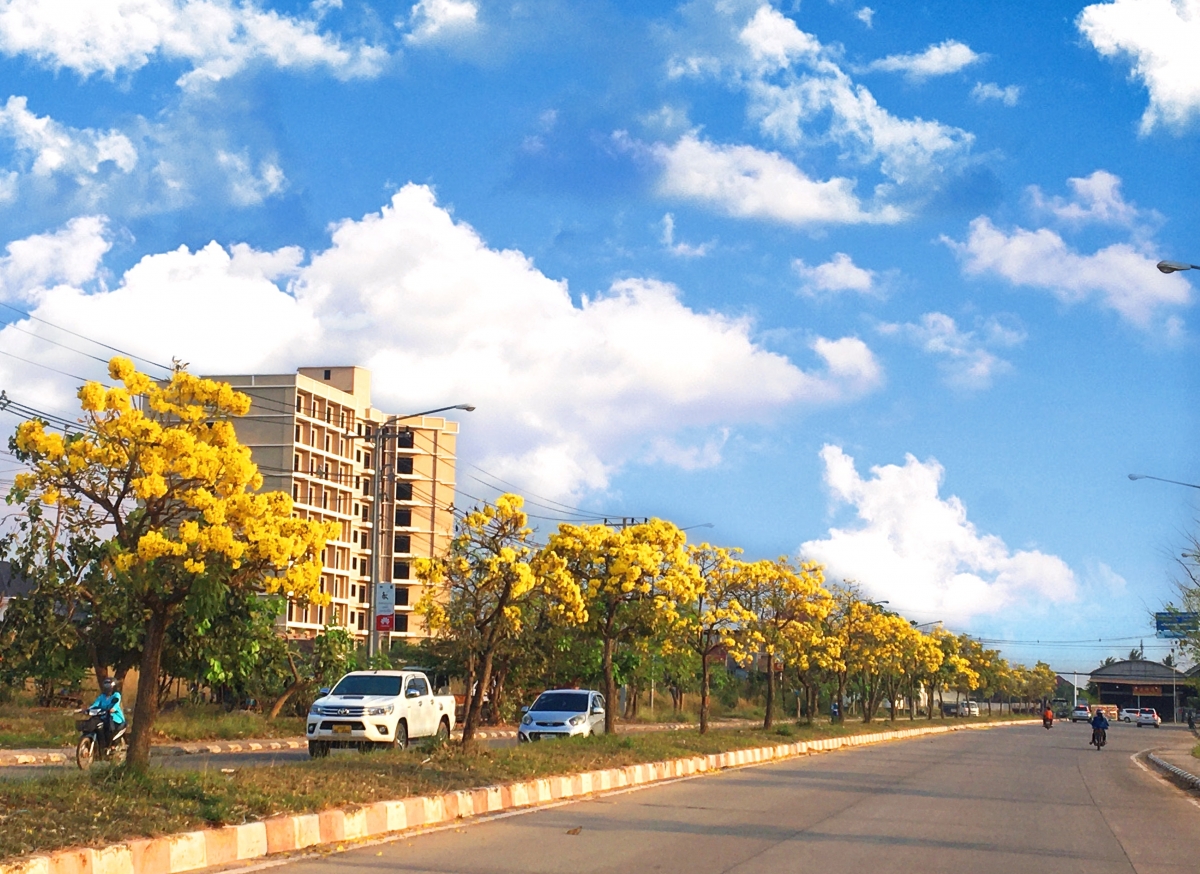 Đường Noong-bưc ấn tượng với hàng cây hoa vàng rực suốt 2 km.