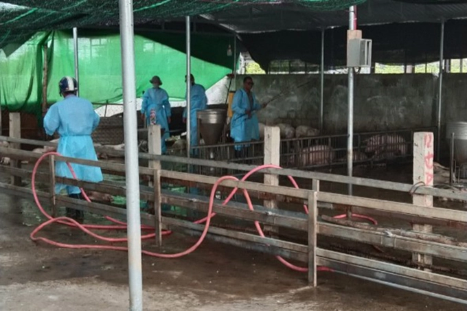 Xuất hiện dịch tả lợn Châu Phi gần biên giới Việt – Lào