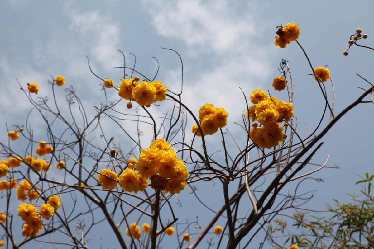 Từ tháng 3, hoa gạo vàng nở thành chùm, trông như những chùm đèn lồng.