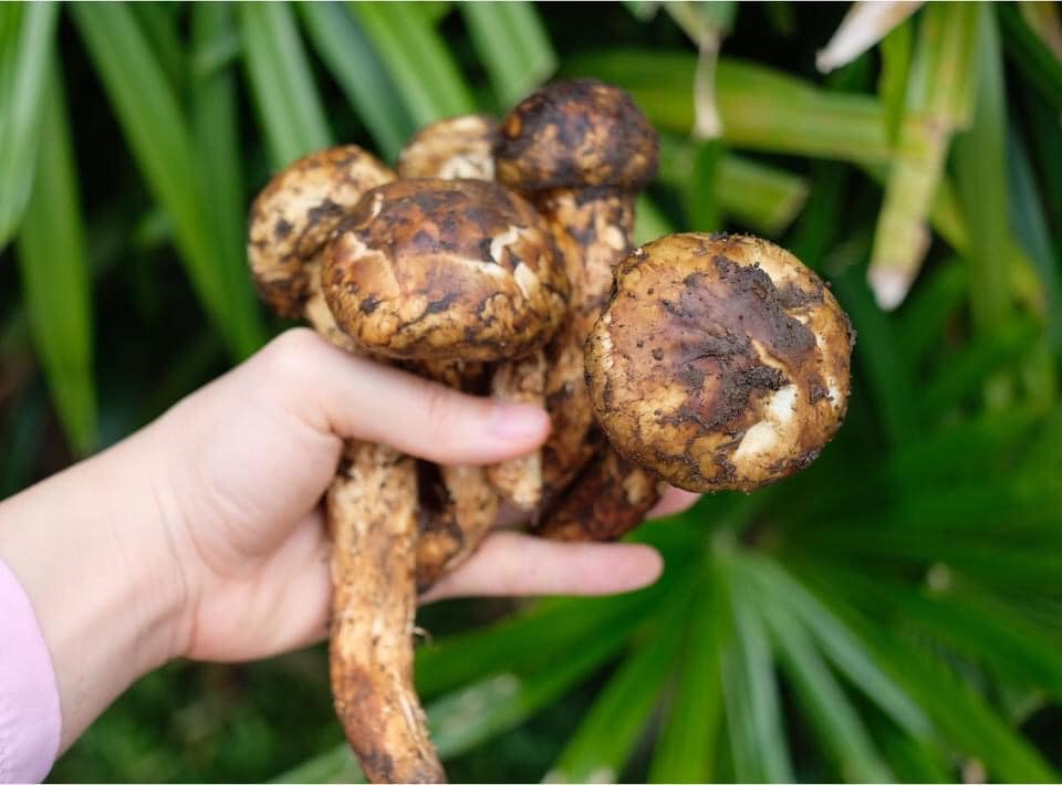 Nấm Tùng Nhung Lào, đặc sản tỉnh Xieng Khuang