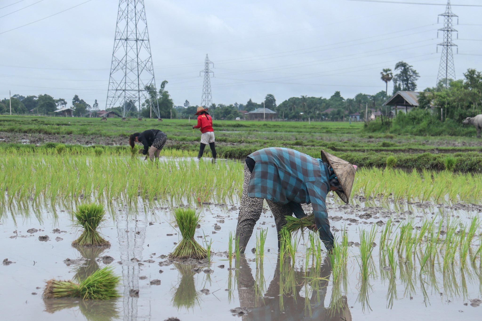 Vientiane phấn đấu tăng trưởng nông nghiệp 4%