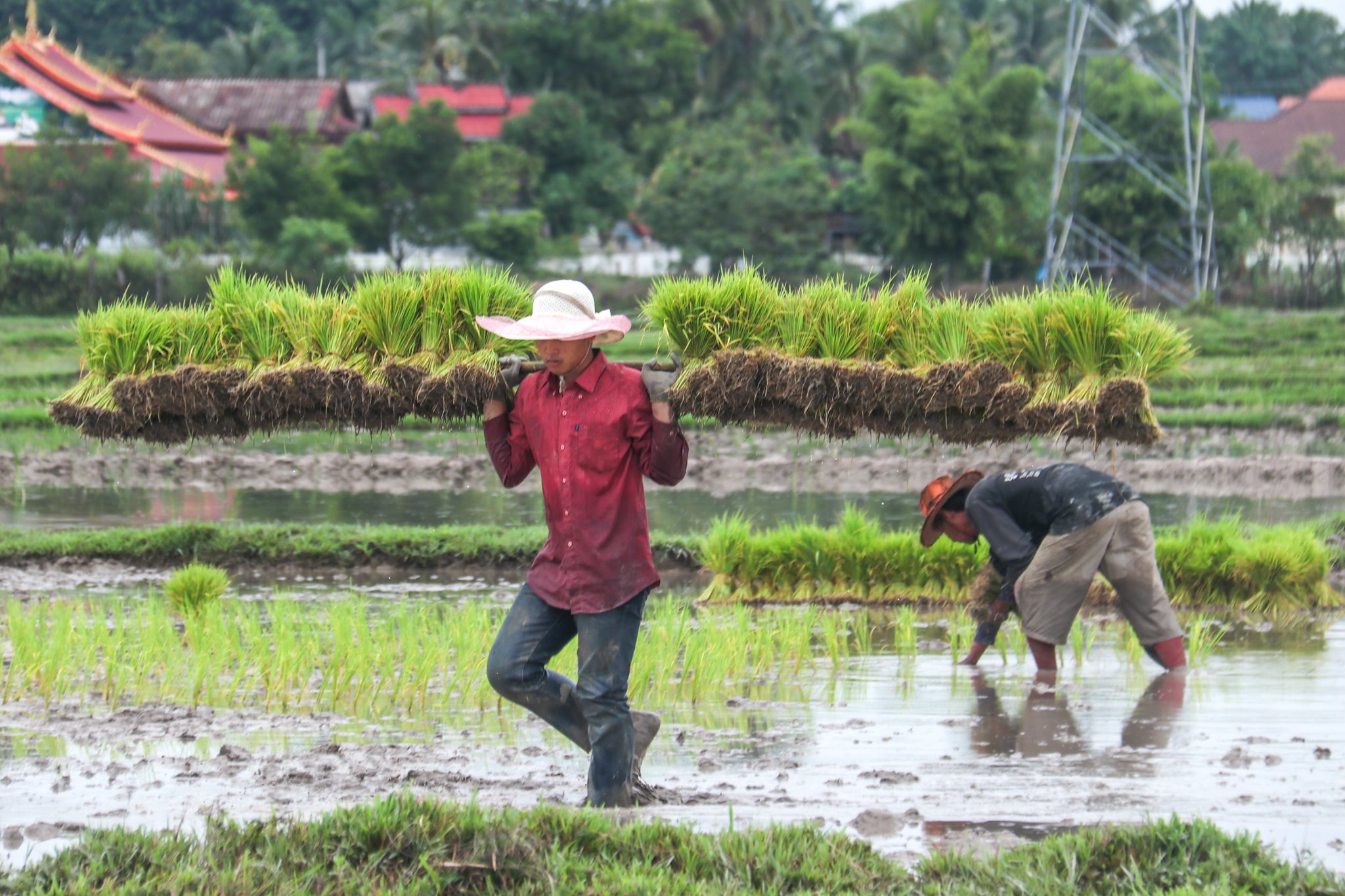 Lào đặt mục tiêu sản xuất gần 3 triệu tấn lúa mùa mưa