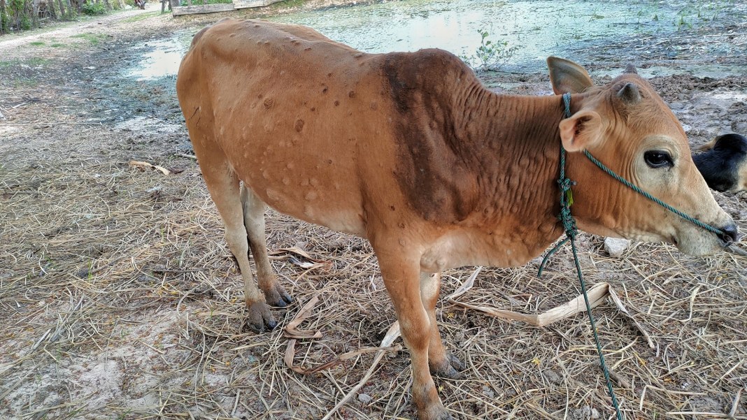Dịch viêm da nổi cục trên gia súc xuất hiện ở Savannakhet