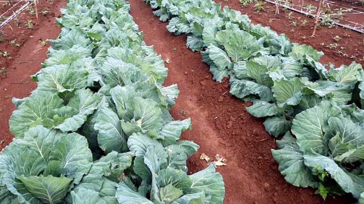 Lào thúc đẩy sản xuất nông nghiệp sạch phục vụ xuất khẩu