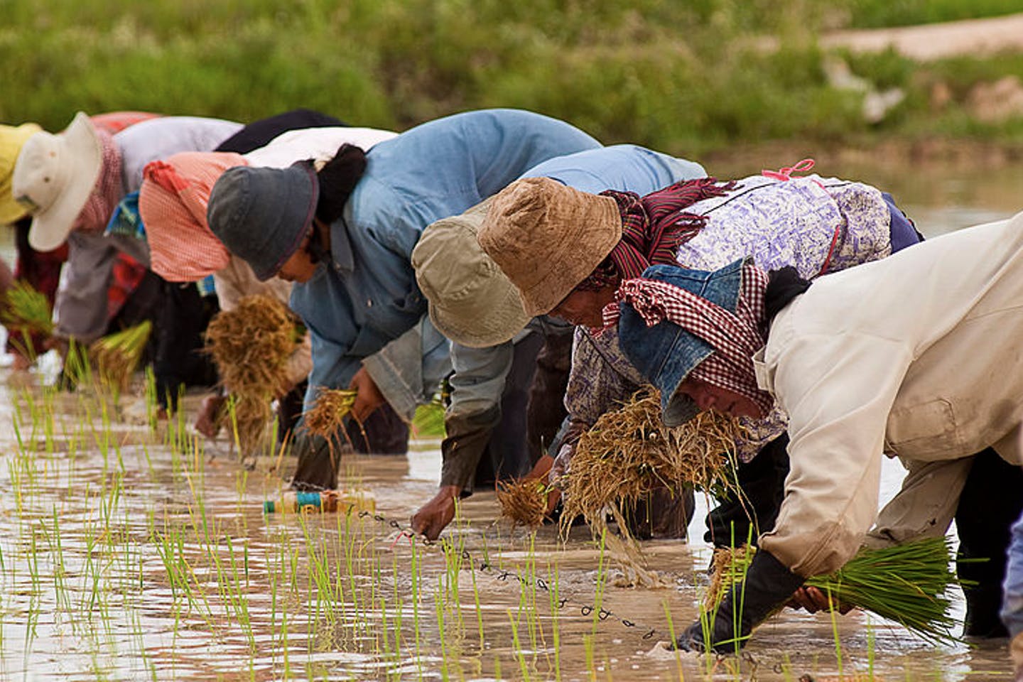 Tìm hiểu thị trường, thủ tục đăng ký kinh doanh thuốc bảo vệ thực vật của Lào