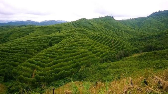 Lào phát triển ngành chế biến gỗ