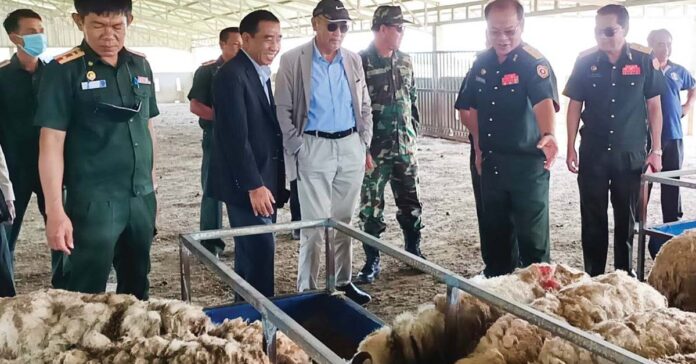 Dự án chăn nuôi cừu của quân đội Lào đạt hiệu quả tốt
