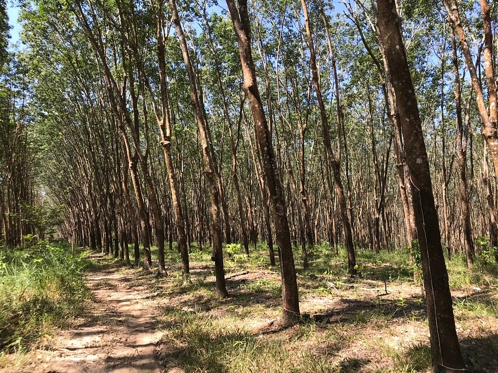 Lào có nhà máy cao su sản lượng 60.000 tấn/năm