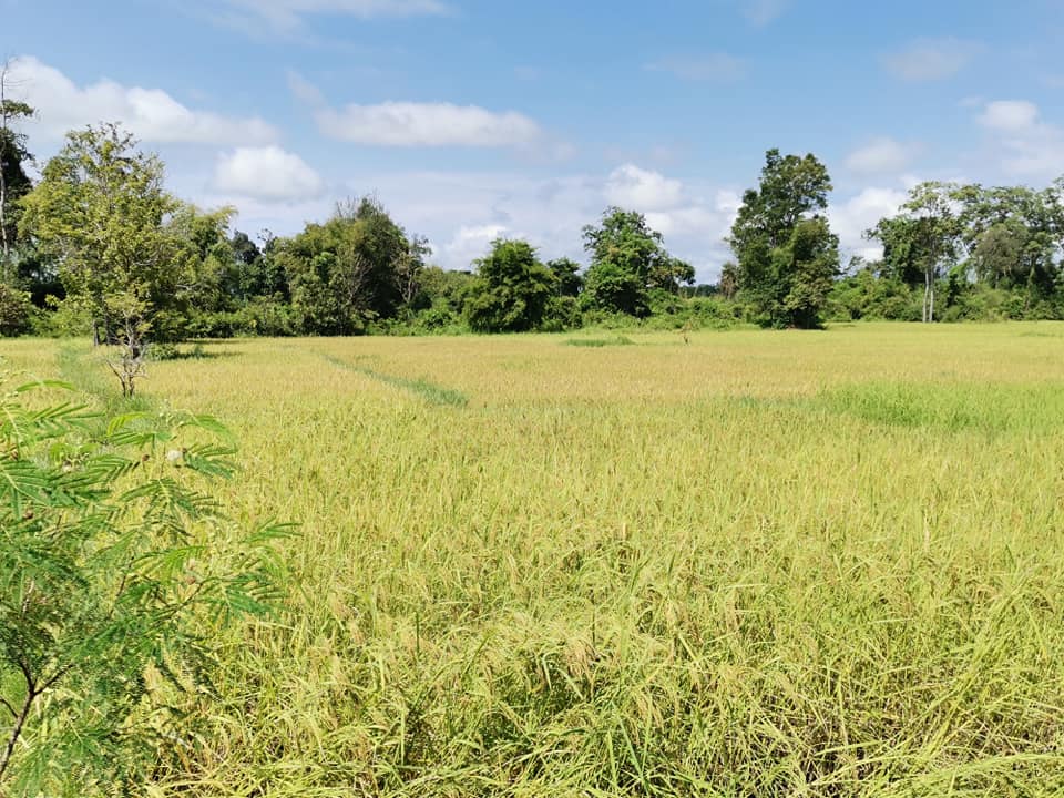 Covid-19 ít xuất hiện ở vùng nông thôn Lào