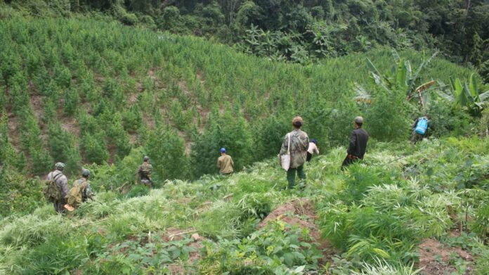 Bolikhamxay phá hủy hơn 4 ha cần sa
