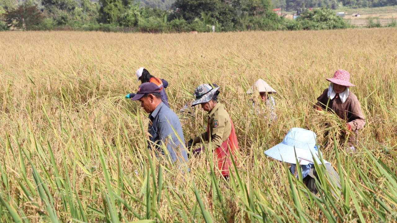 Lào vượt mục tiêu canh tác nông nghiệp năm 2021