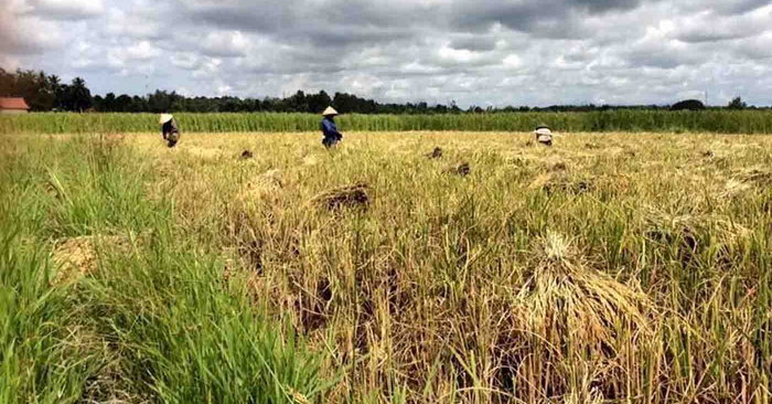 Đức tài trợ Lào phát triển nông nghiệp