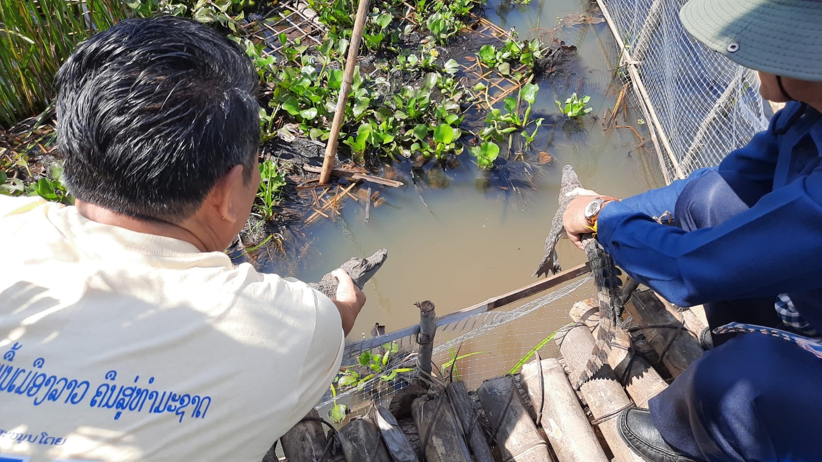 Savannakhet thả cá sấu giống vào vùng bảo tồn