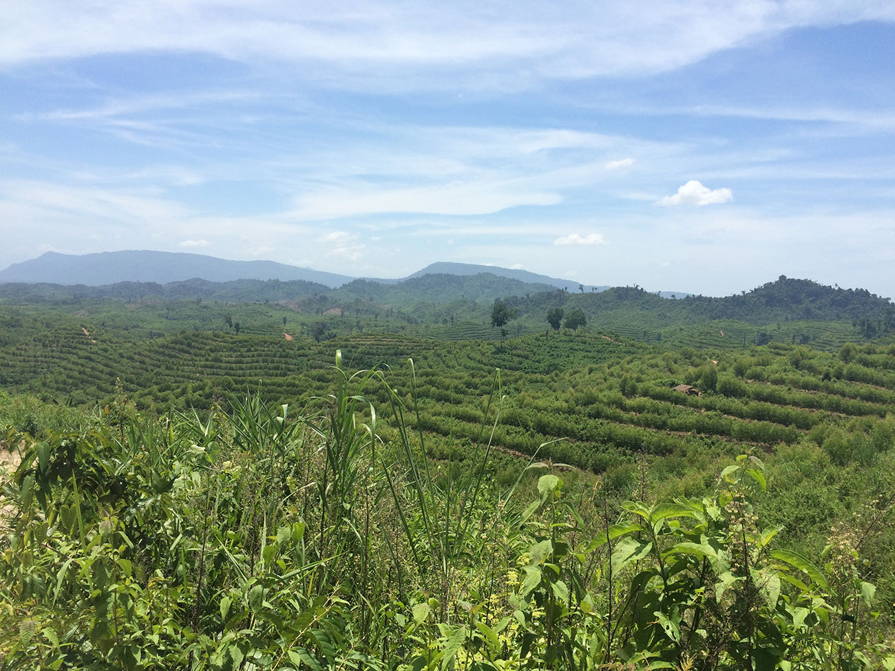 Doanh nghiệp tô nhượng 60.000 ha rừng trồng tại Lào