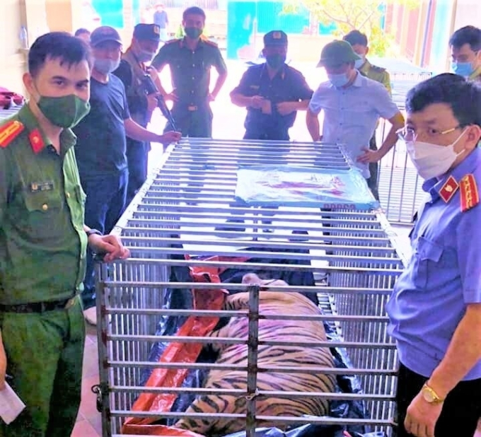 Người đưa hổ từ Lào về nuôi lĩnh 7 năm tù