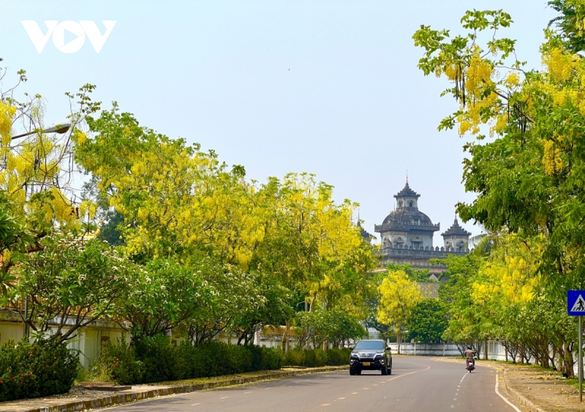 Rực rỡ hoa Dok khun – sắc màu Tết cổ truyền của đất nước Triệu Voi