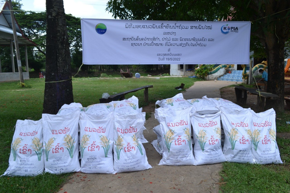 Lào triển khai thí điểm canh tác giống lúa chịu lụt tại Savannakhet