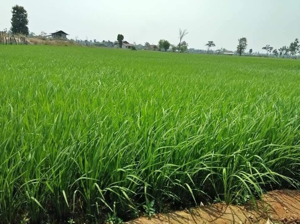 Lào dự kiến sản lượng gạo đạt 3,7 triệu tấn năm 2022