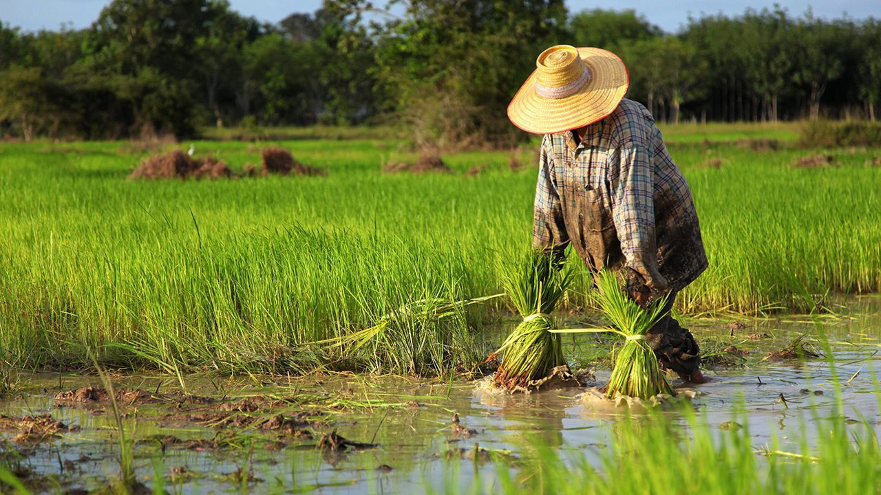 Lào tăng cường gìn giữ diện tích đất nông nghiệp