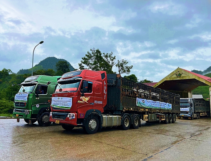       Một nhóm các chuyên gia Vinamilk & Lao-Jagro cũng đã đợi sẵn tại cửa khẩu Nậm Cắn, kiểm tra sức khỏe cho đàn bò, chuẩn bị cho hành trình tiếp theo trên đất Lào.