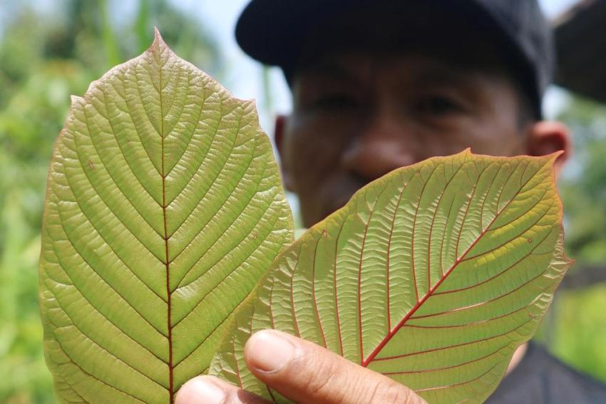 Lào cảnh báo kratom vẫn bị cấm