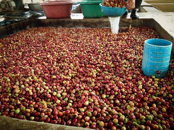 Xuất khẩu cà phê ở miền Nam Lào giảm mạnh