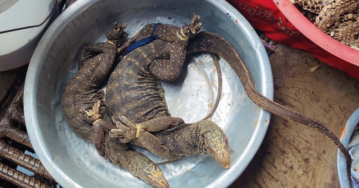 Thói quen tiêu thụ động vật hoang dã vẫn phổ biến ở Lào