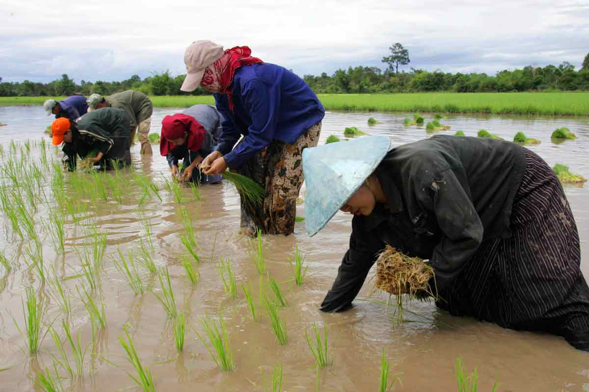 WB tài trợ thêm dự án nông nghiệp ở Vientiane