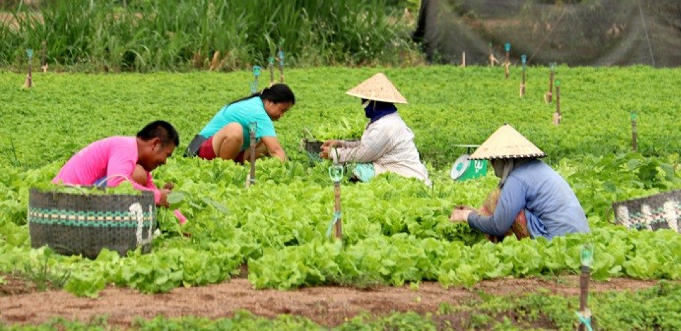Lào phát triển các nhóm sản xuất nông nghiệp và hợp tác xã