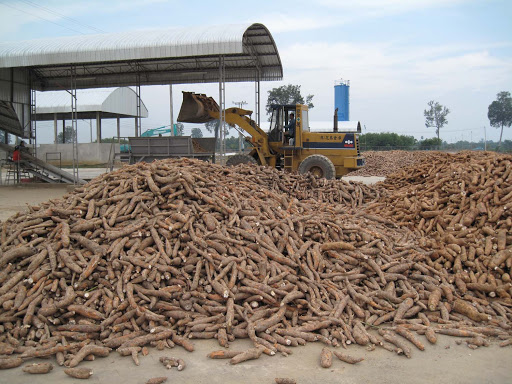Sắn là mặt hàng xuất khẩu chủ lực của Lào